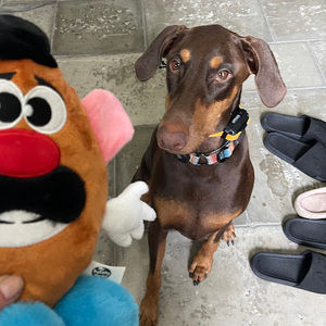 Meet your Posher, Ann